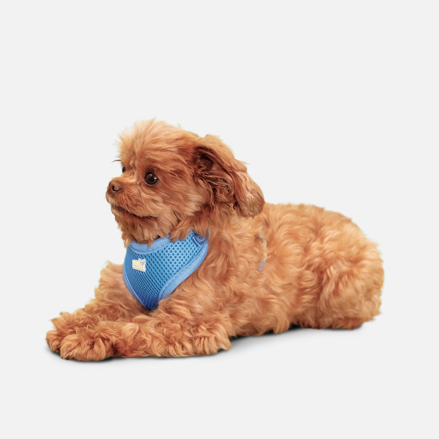 Harnais en maille Petite Pistache pour très petits chiens