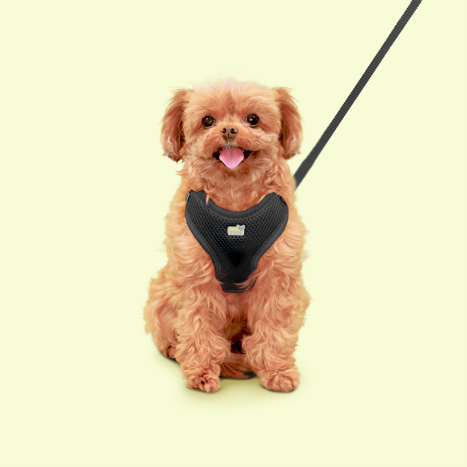 Petite Pistache Leash for Small Dogs