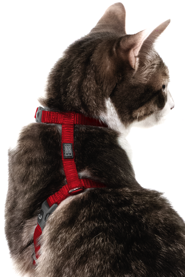How to put on whisker city comfort cat harness clearance