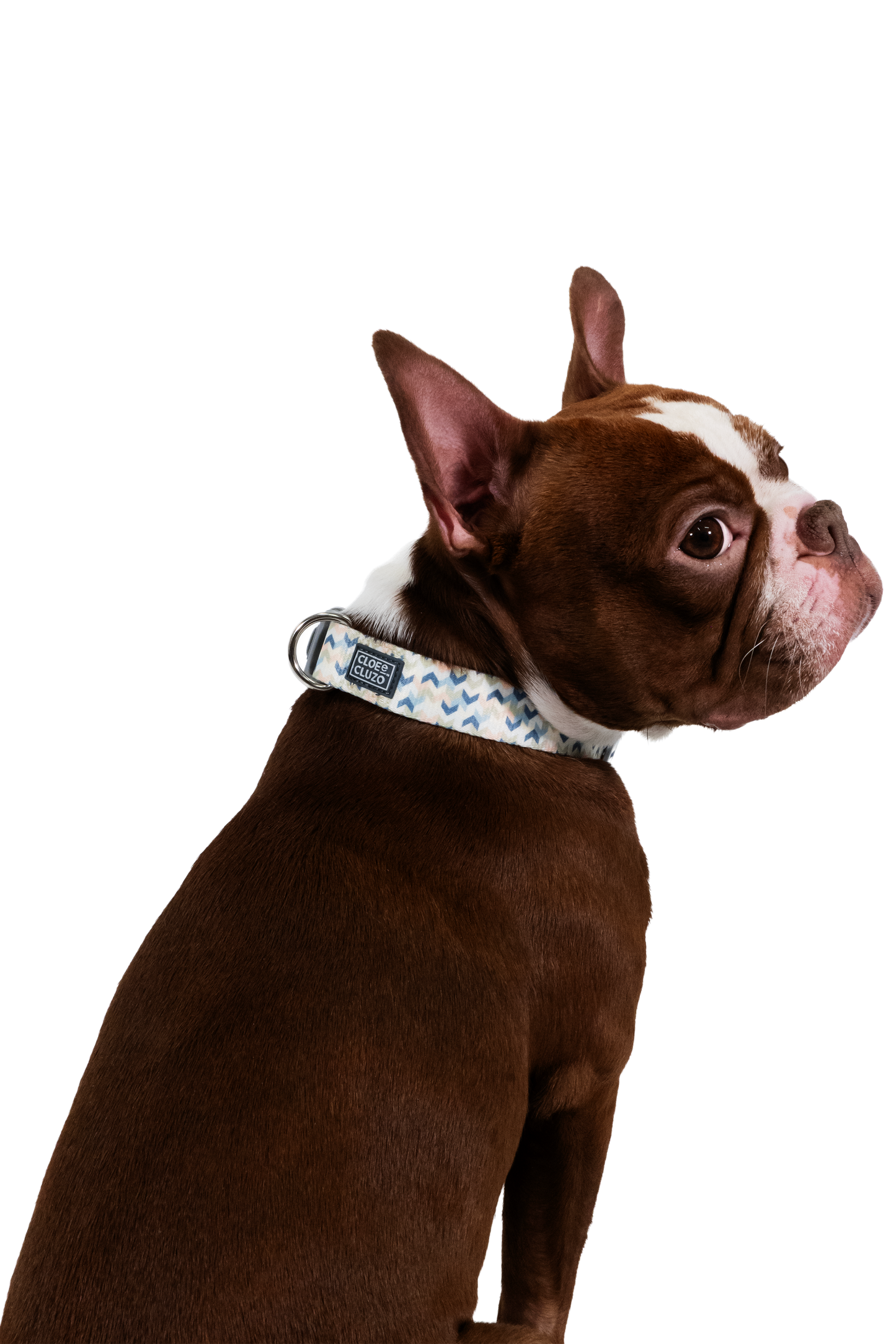 Adjustable Dog Collar, Paisley