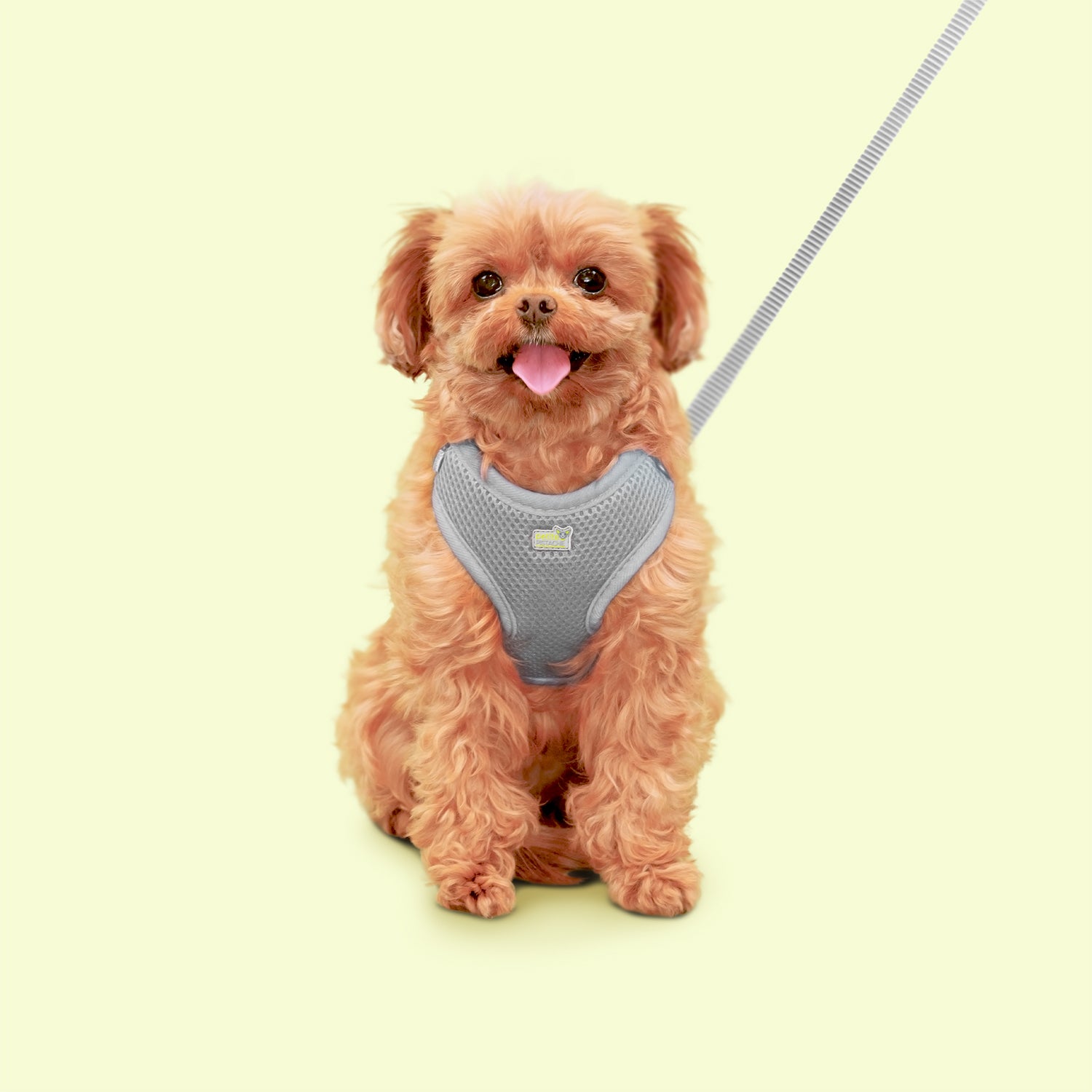 Petite Pistache Leash for Small Dogs