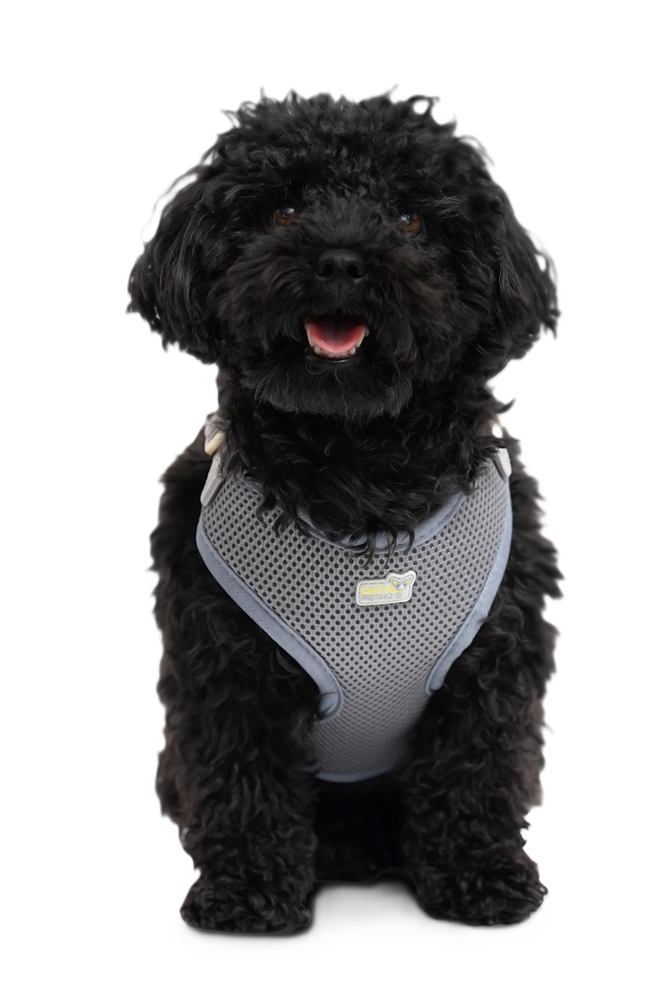 Cloe cluzo dog jacket outlet
