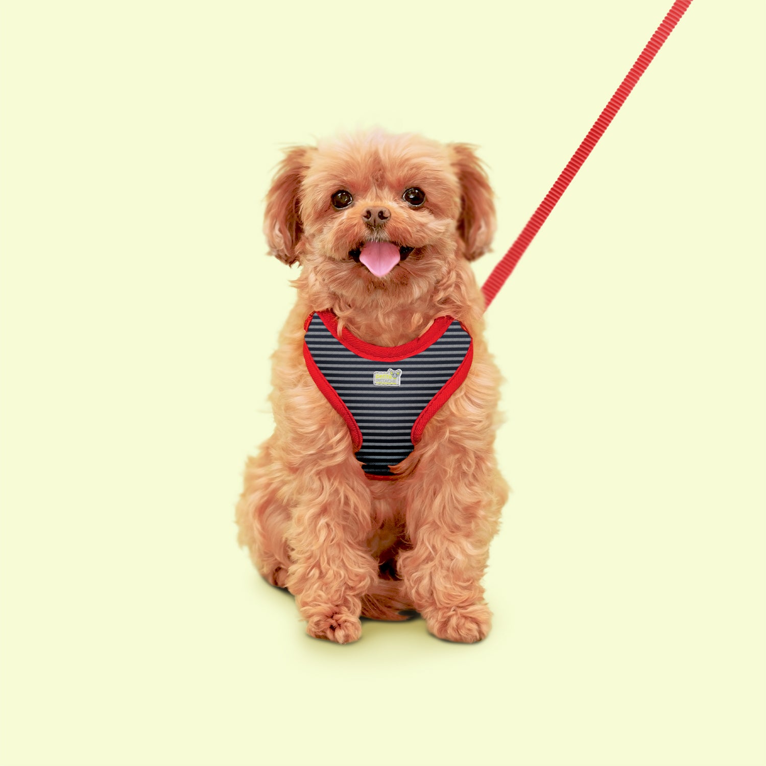 Petite Pistache Adjustable Harness for Very Small Dogs