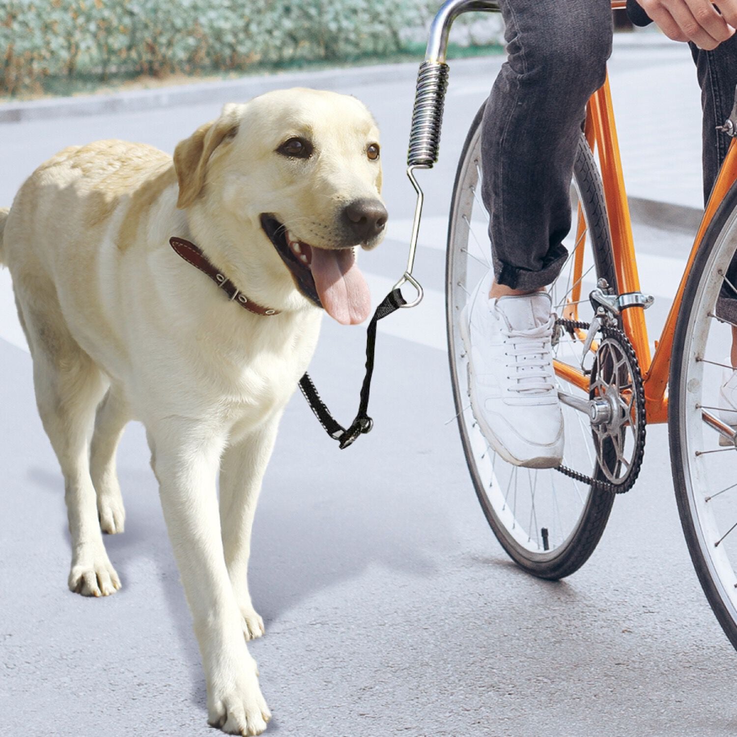 Laisse de vélo mains libres réglable
